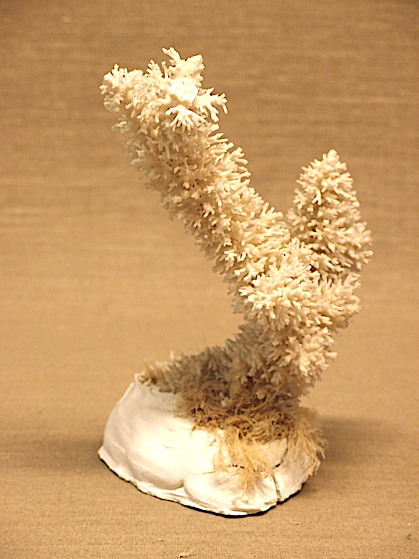 A Coral Specimen 25 cm tall - Roys Antiques